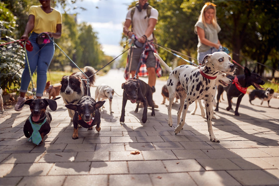Group of happy dogs of various breeds being walked on sturdy leashes, featured on the Ravenox homepage slider to showcase their diverse pet products collection. Text overlay: 'Explore Our Pet Products Collection - Perfect for Every Pup!