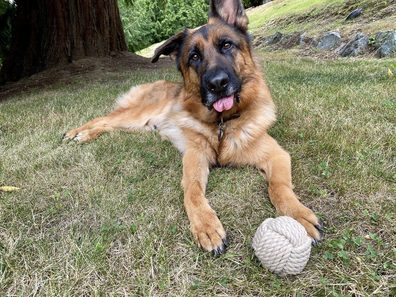 Ravenox Knotted Rope Dog Chew Ball Toy Strong Hemp Rope Toys