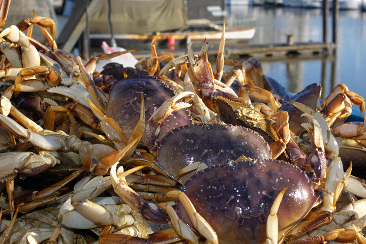 Dungeness Crab Season Delay Lifted