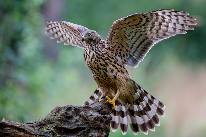 Falcon vs Hawk birds of prey for Purple Martin Birds