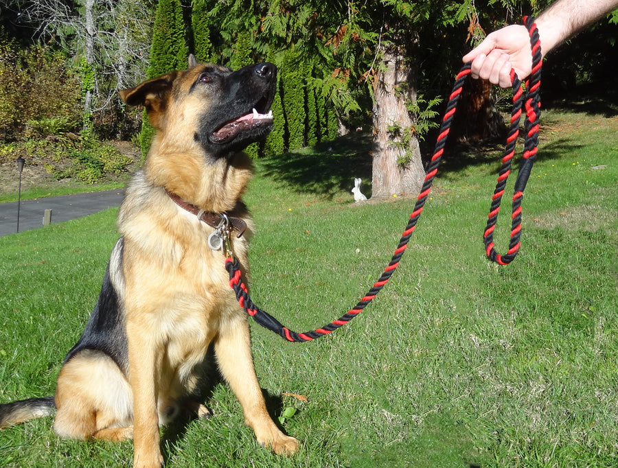 6' Braided Nylon Dog Leash with Braided Handle - Horse Tack & Supplies