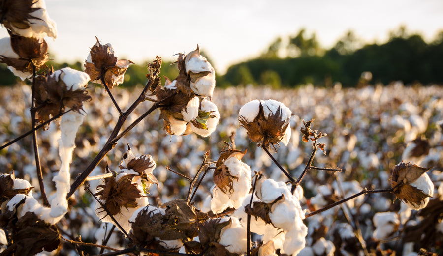A picture of natural cotton growing in a field.  