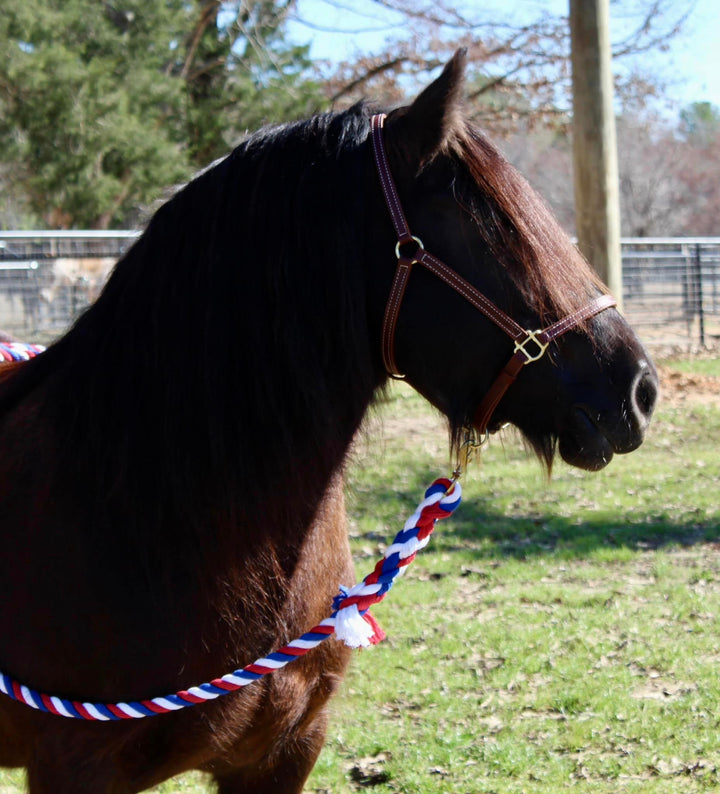 A majestic horse adorned with a premium Ravenox leather halter and a vibrant red, white, and blue cotton lead, symbolizing quality craftsmanship and patriotic spirit.