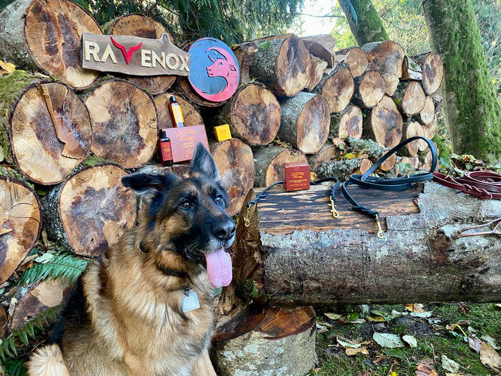 Blitzen, a dog, posing with Ravenox leather leashes, alongside Leather Honey Conditioner and Cleaner.