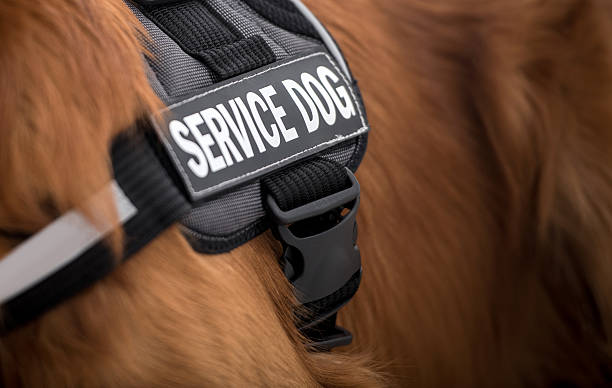 Service dog harness on a service dog.