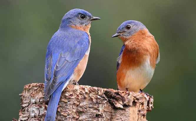 How to pick the best bluebird bird house.