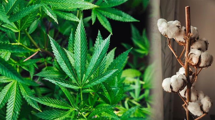Cannabis Hemp Plant Leaves | Fiber for Ravenox Hemp Ropes