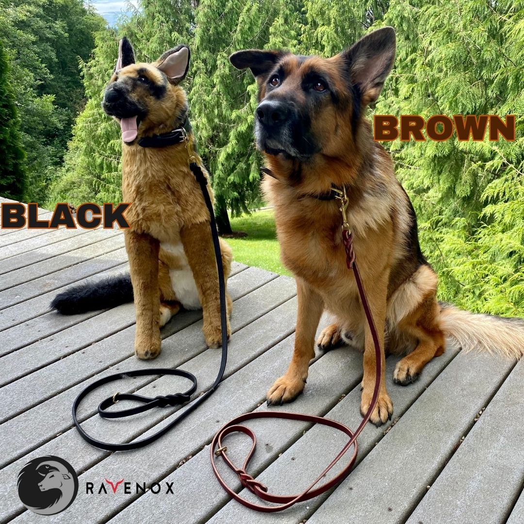 German Shepherd dog sitting next to a lifelike German Shepherd stuffed animal, both adorned with black and brown latigo leather dog collars and matching leather leashes, showcasing the product's elegance and functionality. (7923369541869)