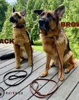 German Shepherd dog sitting next to a lifelike German Shepherd stuffed animal, both adorned with black and brown latigo leather dog collars and matching leather leashes, showcasing the product's elegance and functionality. (7923369541869)