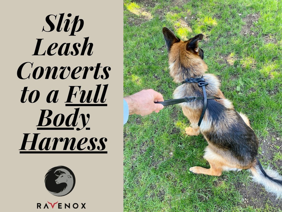 Leather Slip Lead Dog Leash, No Hardware Leash Collar Combo for