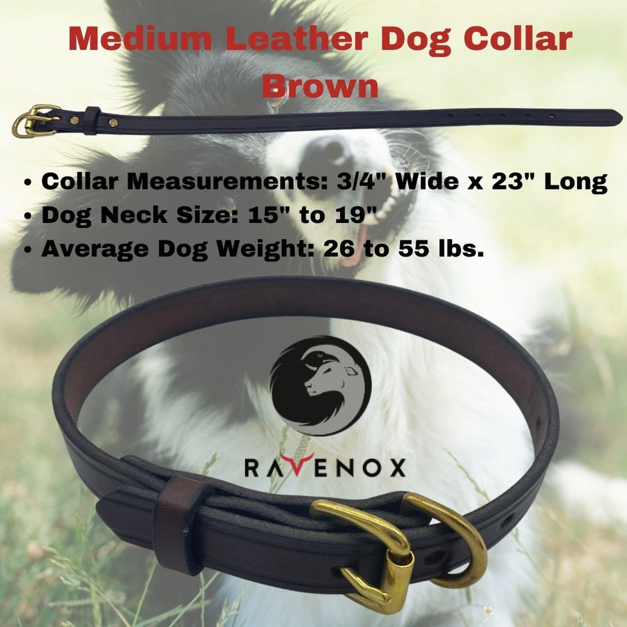 Medium - Brown Latigo Leather Dog Collar (Front View) A mid-sized collar in rich brown. A perfect blend of tradition and modernity. (7923369541869)