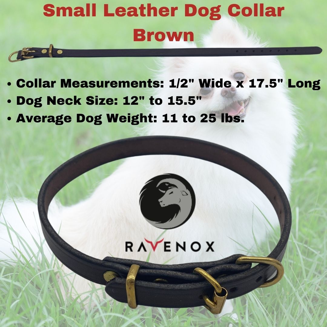Small - Brown Latigo Leather Dog Collar (Front View) Celebrate the beauty of brown. Perfect for your small furry friend. A timeless piece, made to last. (7923369541869)