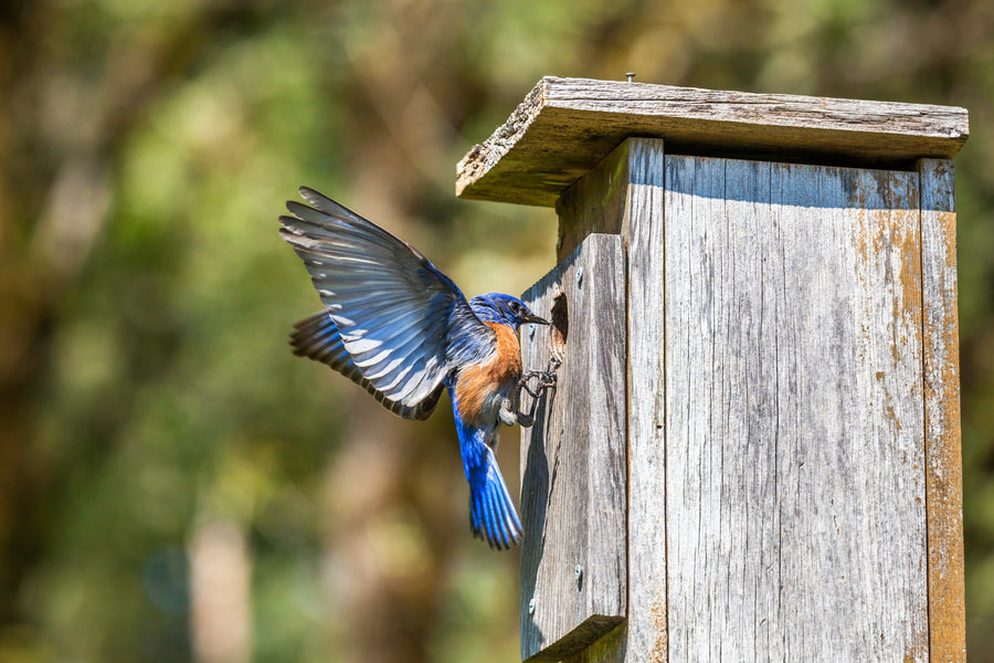 Image of a bluebird house with a bluebird perched nearby, representing Ravenox's collection of bird houses for various bird species, including Purple Martin Gourds, to cater to a diverse range of avian residents.
