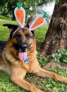 Dog with Carrot Bunny Ears