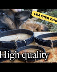 A demonstration video showcasing Ravenox's Latigo leather dog collars, highlighting the rich brown and black colors, solid brass and stainless-steel hardware, and the handcrafted quality by Amish artisans. The video includes close-ups of the collar's material, design features, and a guide on securing it on a dog for a perfect fit.