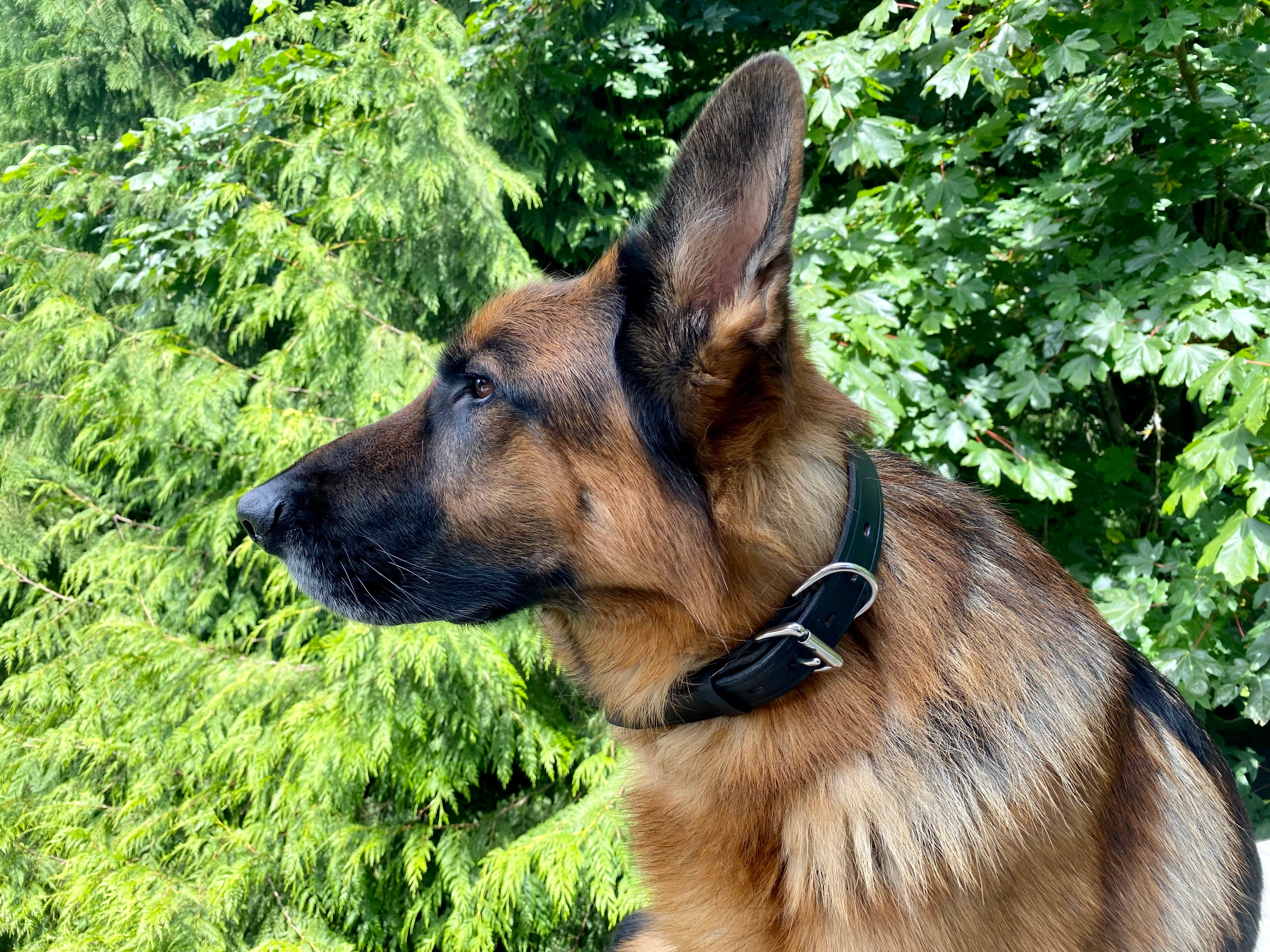 Ravenox Handmade Leather Dog Collar | USA Amish Made Latigo Leather Dog Collars for Small, Medium & Large Dogs | Brown and Black Pet Collar (7923369541869)