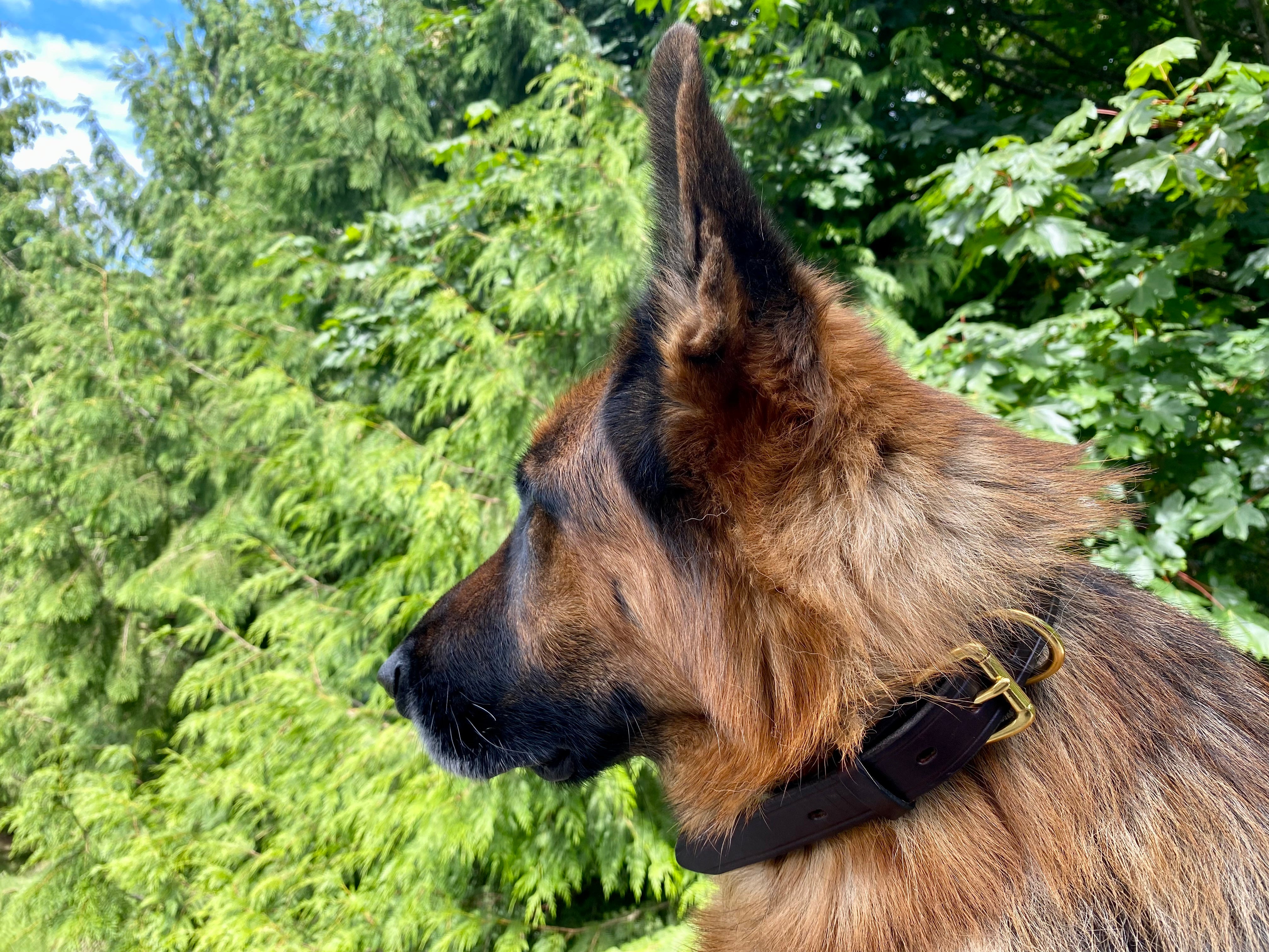 Ravenox Handmade Leather Dog Collar | USA Amish Made Latigo Leather Dog Collars for Small, Medium & Large Dogs | Brown and Black Pet Collar (7923369541869)