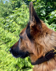 Ravenox Handmade Leather Dog Collar | USA Amish Made Latigo Leather Dog Collars for Small, Medium & Large Dogs | Brown and Black Pet Collar (7923369541869)