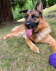 Knotted Rope Dog Chew Ball Toy Colors Dental Hygiene and Health Play Tug Purple (6998480289992)