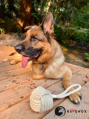 Ravenox dog toys tug chew dental hygiene fetch training knotted twisted hemp rope  balls pet - Tan  (7105505886408)