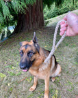 Ravenox Handmade Hemp Traffic Handle Short Dog Leash (7105503559880)