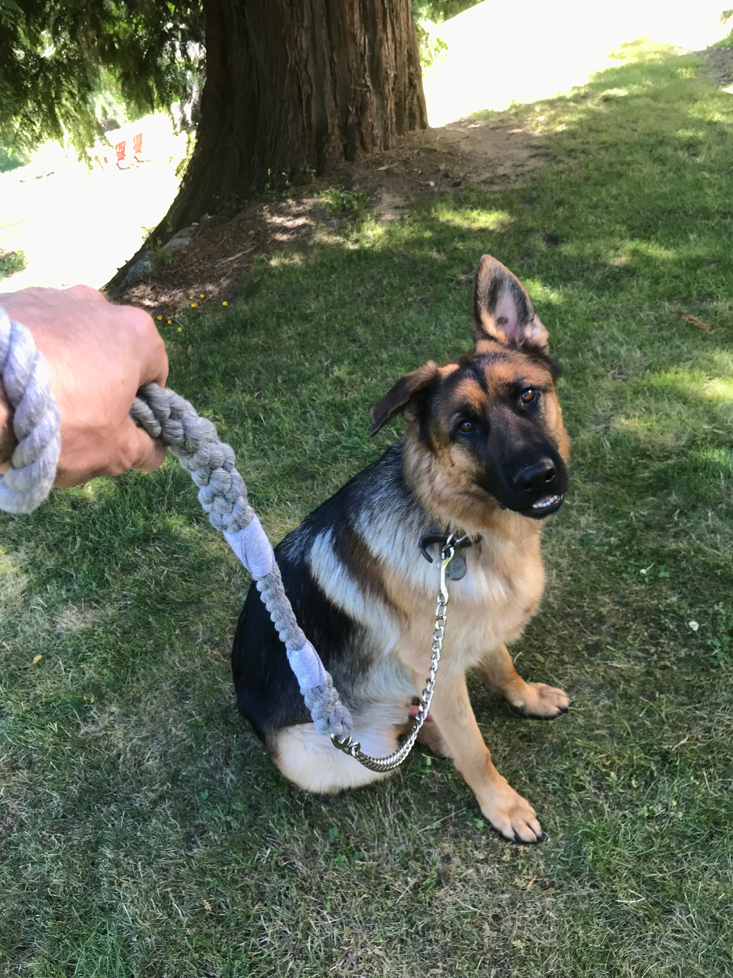 Handmade Cotton Dog Leash with Chain (4459557486682)