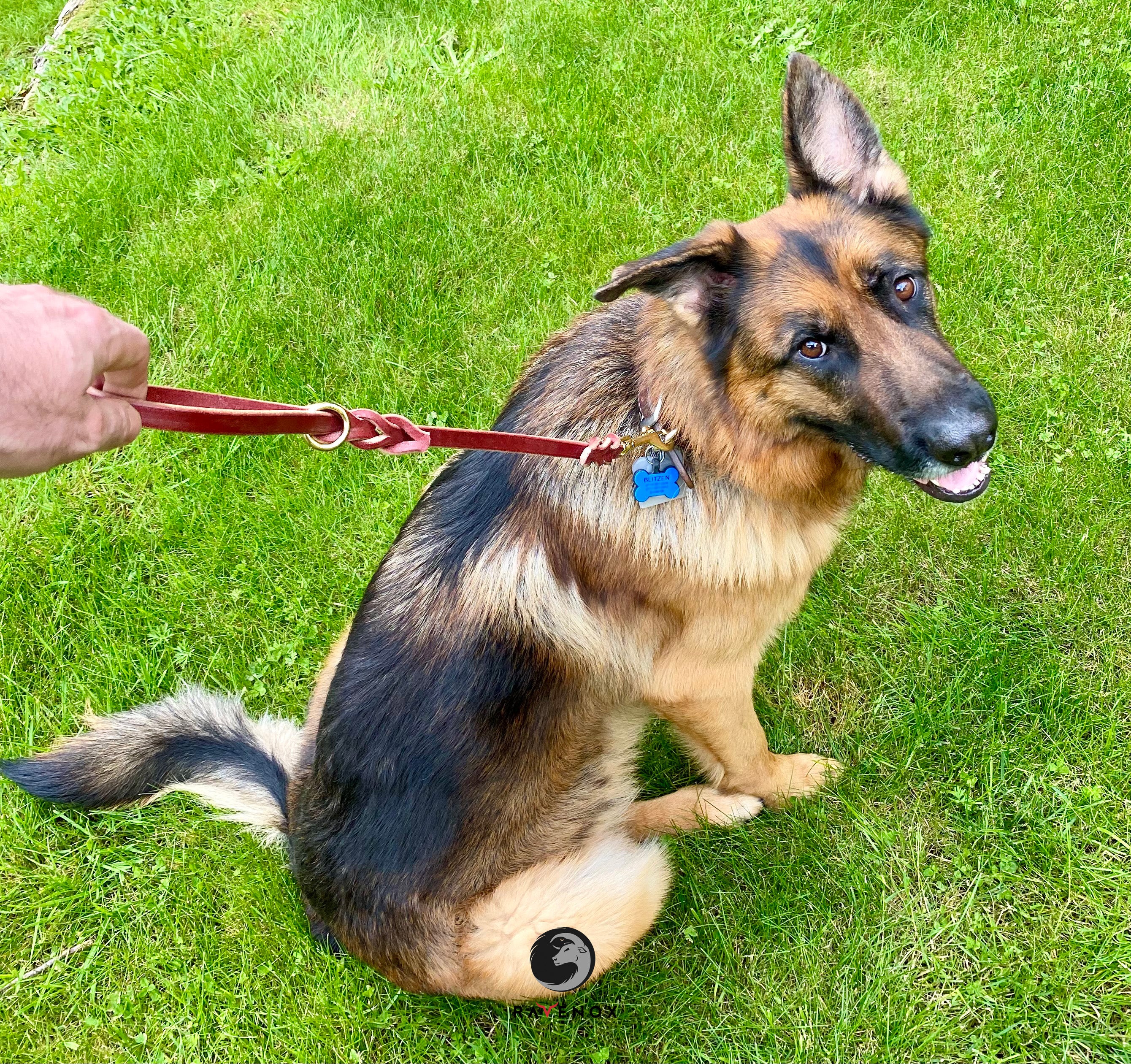 Ravenox Braided Leather 18-inch Traffic Lead Short Leash Burgundy on German Shepherd Dog (7765017264365)