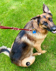 Ravenox Braided Leather 18-inch Traffic Lead Short Leash Burgundy on German Shepherd Dog (7765017264365)