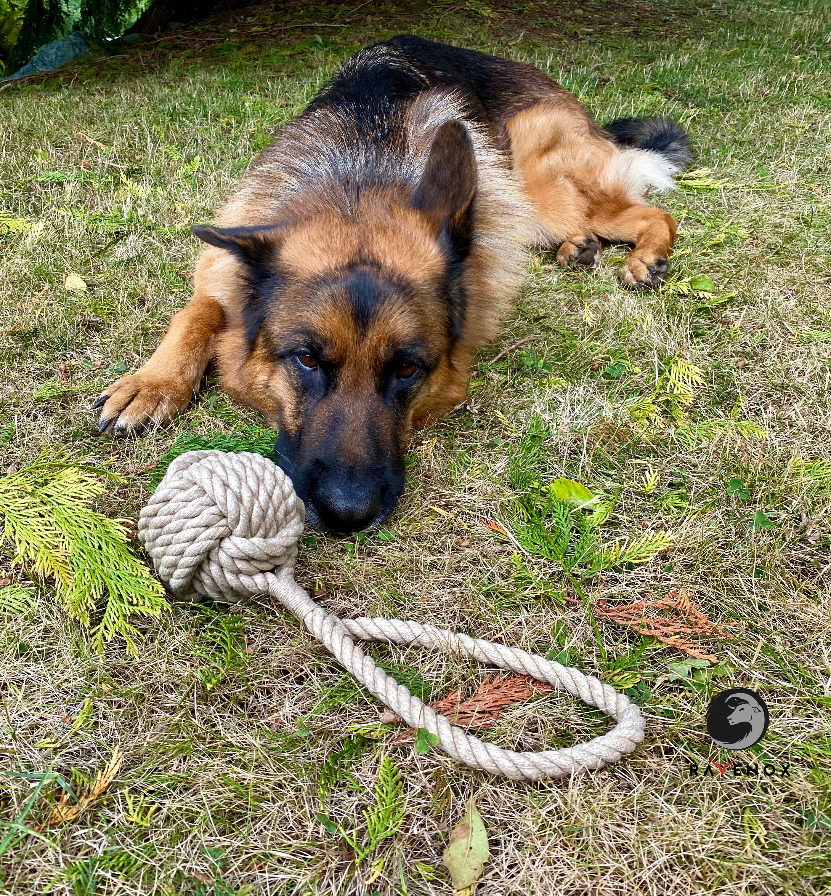 Ravenox dog toys tug chew dental hygiene fetch training knotted twisted hemp rope  balls pet - Tan  (7105505886408)