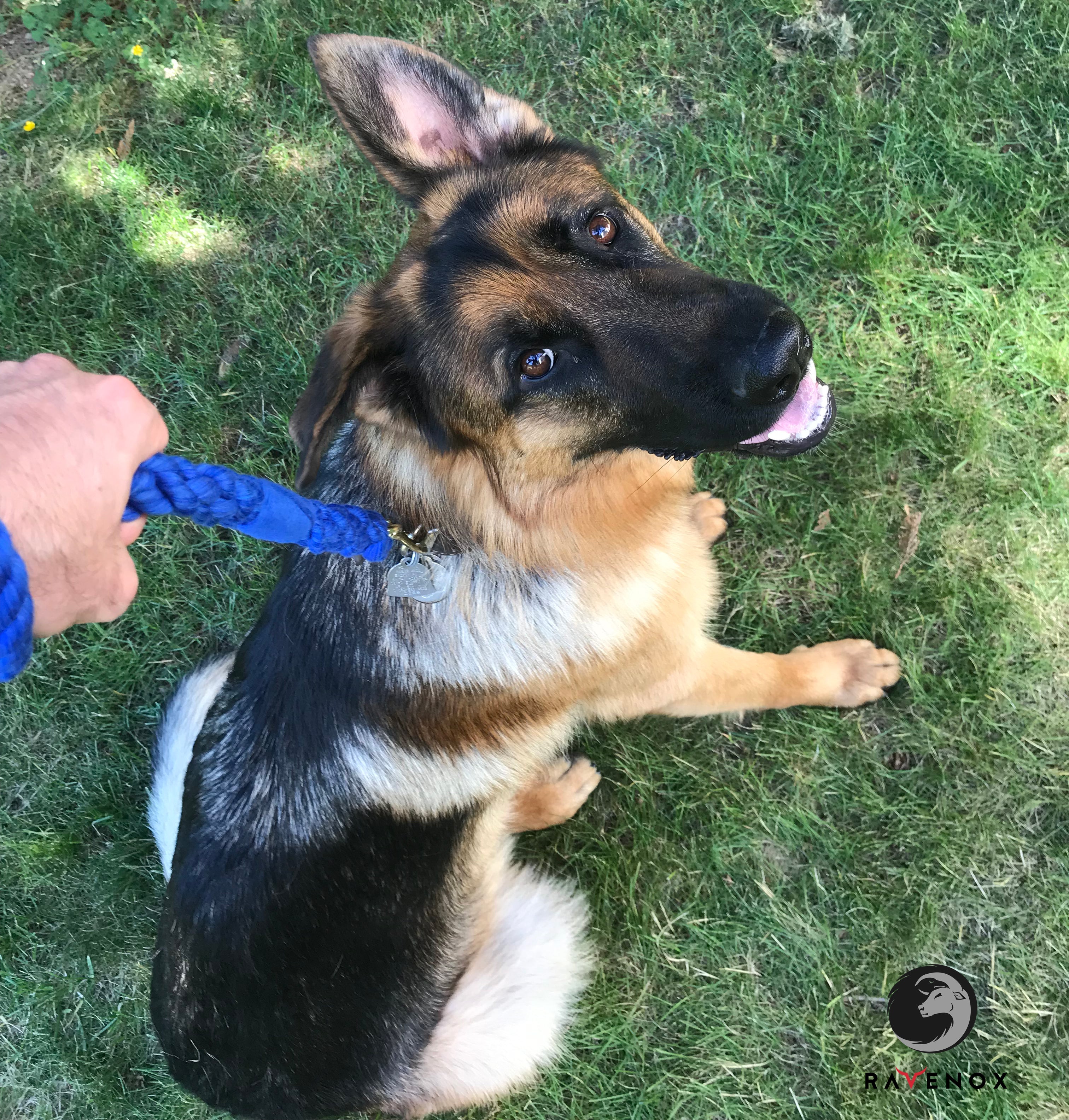 Handmade Cotton Traffic Handle Short Dog Leash (1778246254682)