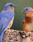 Sparrow Resistant Poly-Tuff Bluebird House (4327846510682)