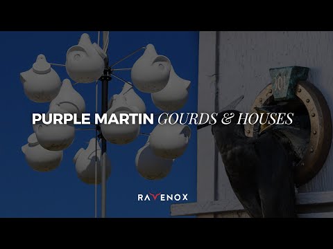 Calabaza vertical Ravenox Purple Martin con orificio de entrada resistente a los estorninos