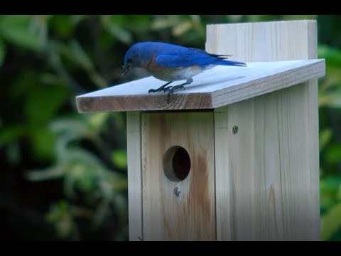 Casa de madera para pájaros azules resistente a gorriones