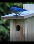 Casa para pájaros azules de Poly-Tuff resistente a gorriones